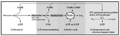 Conversion Of Pyruvic Acid Into Acetyl Coa. (#Like #Share #Sescribe) -  Youtube