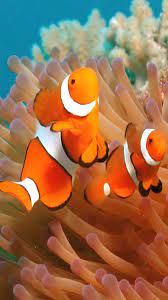 Pececitos Payasos Animal Wallpaper Clown Fish Fish Painting