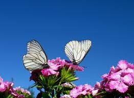 Mariposa Blanca Caracteristicas Significado Y Mucho Mas