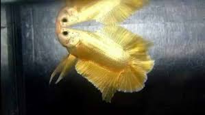 Tubuh pada ikan ini memiliki kombinasi warna yang menyerupai avatar. Pelihara Cupang Avatar Gold Pria Ini Raup Ratusan Metropolitan Id