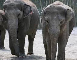 Borneo Elephant Elephas Maximus Borneensis Animals A Z
