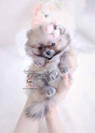 Akc merle pomeranian puppies for sale in murrieta, california. Pomeranian Puppies With Blue Eyes For Sale Pets Lovers