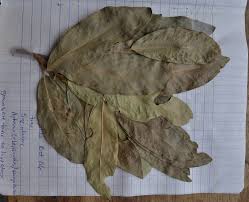 Image result for Lepisanthes senegalensis