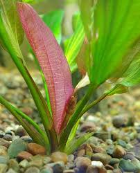 The assortment includes varieties such as cryptocoryne, echinodorus, anubias, lagenandra, aponogeton etc. Aquarium Flower Bud Freshwater Aquarium Plants Planted Aquarium Red Plants