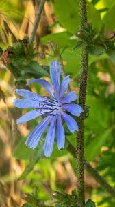 Image result for Cichorium