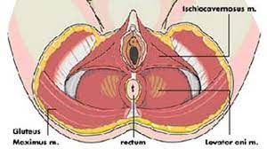 Senam kegel untuk pria / otan gj otan gj, 31/07/2018. Berbagai Kegunaan Senam Kegel Health Liputan6 Com