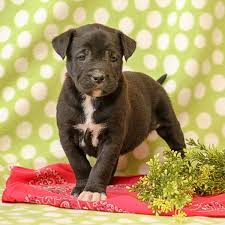 They're the best dogs for kids. Boxador Puppies For Sale Boxador Dog Breed Info Greenfield Puppies