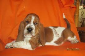 Looking for a basset hound puppy or dog in north carolina? Basset Hound Puppies For Sale Wilkesboro Nc 137411