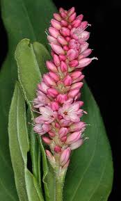 Image result for Persicaria