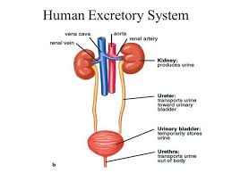 The labelled diagram of the circuit is given below. Diagram Human Excretory System Diagram Labeled Full Version Hd Quality Diagram Labeled Curcuitdiagrams Visitmanfredonia It
