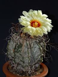 These results implicate goats as possible vectors of viroids. Astrophytum Capricorne Goat S Horn Cactus World Of Succulents