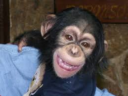 Chimpanzee paternity fight