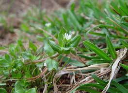 Image result for Stellaria