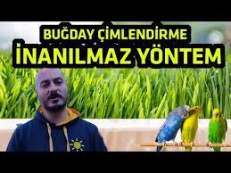 Kuslar Icin Bugday Cimlendirme Youtube