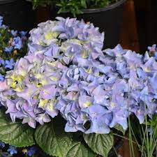 We did not find results for: Hydrangea Macrophylla Early Blue Bigleaf Hydrangea From Garden Center Marketing