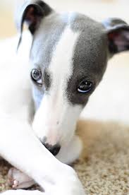 Italian greyhounds made their way to southern europe in the middle ages and became quite popular lap dogs, especially for aristocrats in italy. The Italian Greyhound Is A Small Dog Breed Alert And Sociable