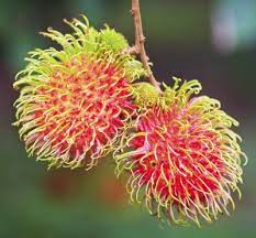 Horsechestnuts turn yellow or brown. How To Grow Rambutan Fruit Trees Where Can You Grow Rambutans