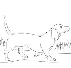Download and print dachshund coloring page for free. Dachshund Coloring Pages Best Coloring Pages For Kids