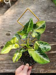 Image result for Synsepalum passargei