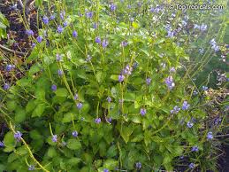 Image result for Stachytarpheta