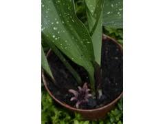 Image result for Kořenokvětka Aspidistra