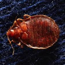3 eradicating the bed bugs. What Happens To Bed Bugs In The Winter