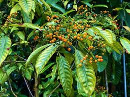 Image result for Rauvolfia vomitoria