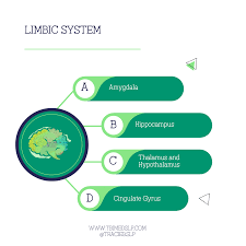 Image result for Limbic System