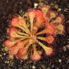 Image result for Drosera