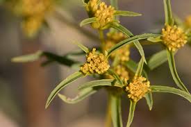 Image result for Flaveria trinervia