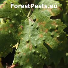 Image result for Colomerus vitis