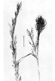 Image result for Hyparrhenia newtonii