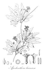 Image result for Trochomeria hookeri