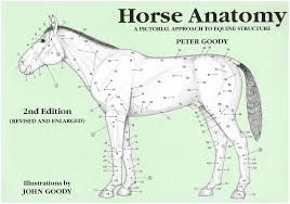 Horse Anatomy A Pictorial Approach To Equine Structure
