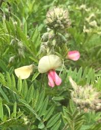 Image result for Tephrosia interrupta