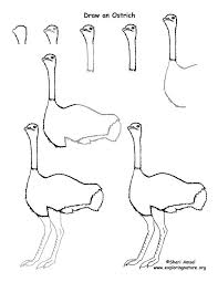 Ostrich Drawing Lesson Exploring Nature Educational Resource Easy Animal Drawings Drawing Lessons Animal Drawings