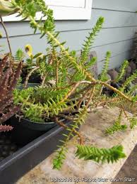 Image result for Crassula schimperi