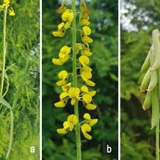 Image result for Crotalaria vasculosa