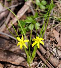 Image result for Pauridiantha