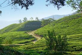 Maybe you would like to learn more about one of these? Cameron Highlands Tea Plantation 1250534 Stock Photo At Vecteezy