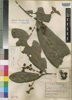 Image result for Campylospermum vogelii