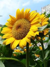 Favorit gue early russian sama chocolate cerry. Good Job Masha Dandelion Dan Bunga Matahari