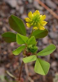 Image result for Trifolium campestre