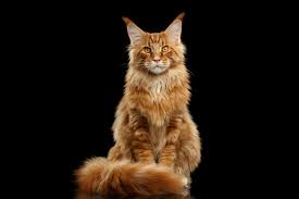 Learn how to groom a long haired cat with ease!a heart's journey seri. Coat Care Tips For Long Haired Cats