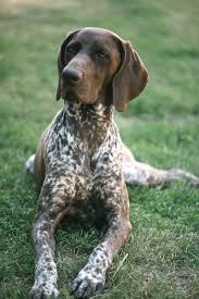 German Shorthaired Pointer Dog Breed Information