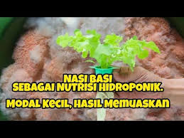 Sidokumpul dalam melakukan budidaya tanaman secara. Cara Buat Nutrisi Untuk Tanaman Hidroponik Belajar Lif Co Id