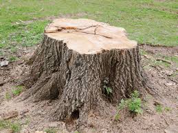 We did not find results for: Tree Stump Removal Reasons Reasons To Remove A Tree Stump