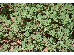 Image result for Trianthema portulacastrum