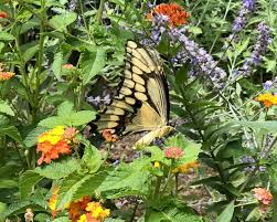 Read more on visit dubai! Growing A Butterfly Garden Flower Magazine