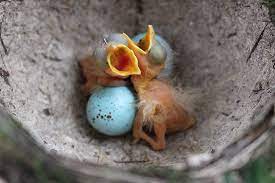 It comes with 800 watts of power and is dual voltage for use across the globe! 12 Things You Didn T Know About Baby Birds